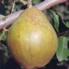 Warren European Pear -Alpha shutterstock image 7 1