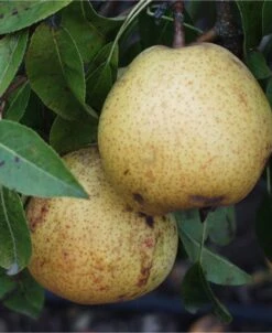 White Doyenne European Pear