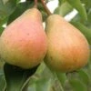 Stuttgarter Geishirtle European Pear -Alpha shutterstock image 9 1