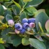 Bushel And Berry® Silver Dollar® Blueberry -Alpha sildol