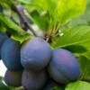 Combo European Plum Tree (4 Varieties) -Alpha stanley plum 2