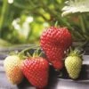 Albion Strawberry Bundle (3 Packs) 1 Albion Strawberry Bundle (3 Packs) -Alpha strawberries e401 albion 1 99305b6d ae90 4c64 8d2f f071d1c25fc1
