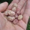 Sweet Lavender Mulberry -Alpha sweetlav