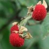 Thimbleberry -Alpha thimbleberry