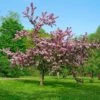 Thundercloud Flowering Plum -Alpha thundercloud flowering plum 1