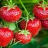 Tillamook Strawberry 1 Tillamook Strawberry -Alpha tillamook strawberries