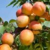 Tomcot Apricot -Alpha tomcot apricot