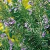 Tuscan Blue Rosemary -Alpha tuscan