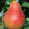 Combo European Pear Tree (4 Varieties) -Alpha ubileen pear