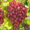 Vanessa Seedless Grape -Alpha vanessa grape 1