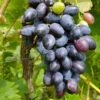 Venus Seedless Grape -Alpha venus grape 1