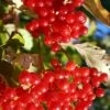 Ukraine Highbush Cranberry -Alpha viburnum opulus 1