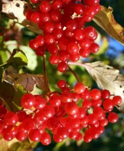 Ukraine Highbush Cranberry