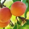 Westley Apricot -Alpha westley apricot