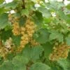 White Imperial White Currant -Alpha whiteimp