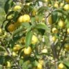Yellow Fruited Cornus Mas -Alpha yellow fruited cornus mas lots of fruit 1