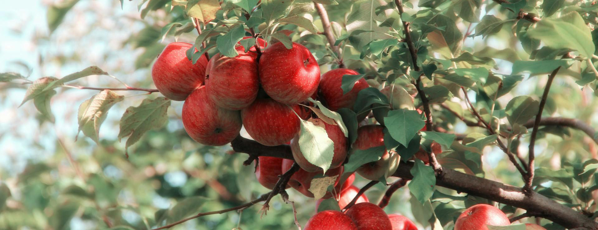 Alpha -Alpha pexels elizabeth tr armstrong 128038 635705