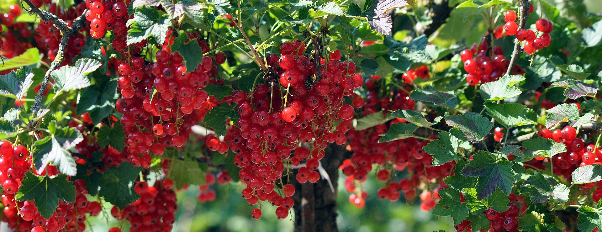 Alpha -Alpha red currant 7331725 1920